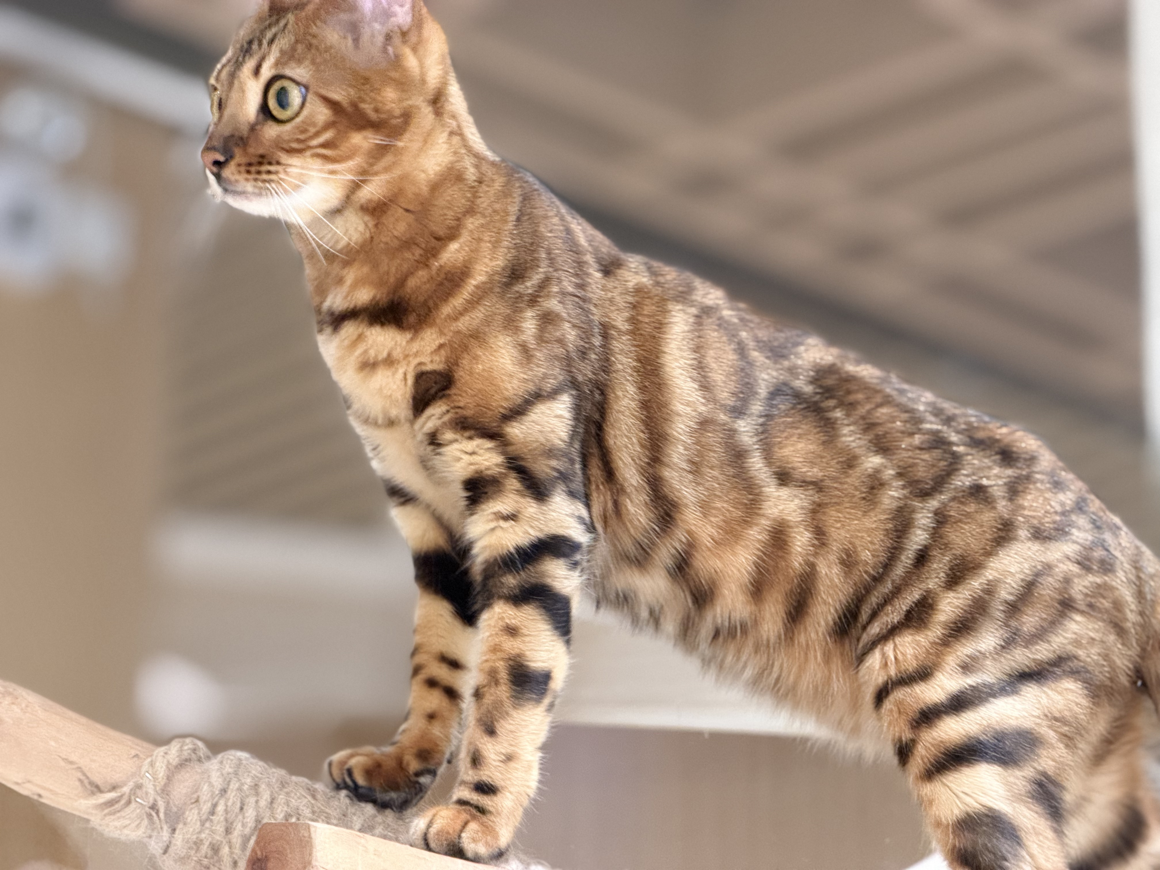 豹猫警觉地望着镜头 豹猫警觉地望着镜头