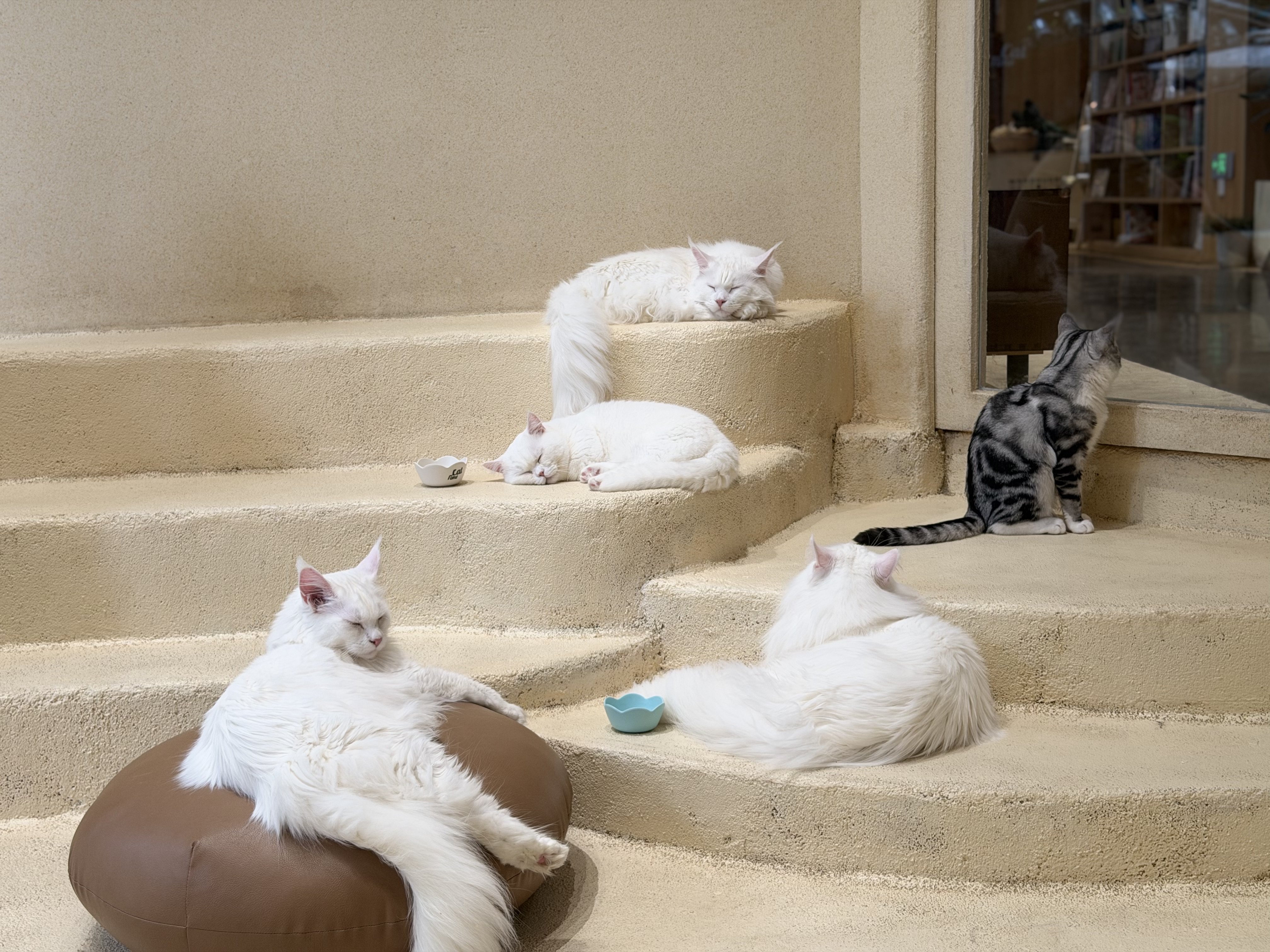 几只猫在台阶上晒太阳 几只猫在台阶上晒太阳
